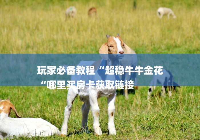 玩家必备教程“超稳牛牛金花
“哪里买房卡获取链接