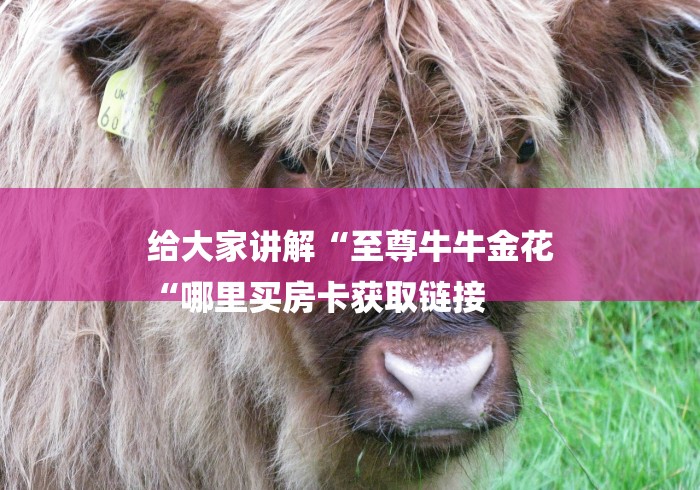 给大家讲解“至尊牛牛金花
“哪里买房卡获取链接