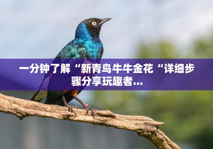 一分钟了解“新青鸟牛牛金花“详细步骤分享玩趣者... 一分钟了解“新青鸟牛牛金花“详细步骤分享玩趣者...