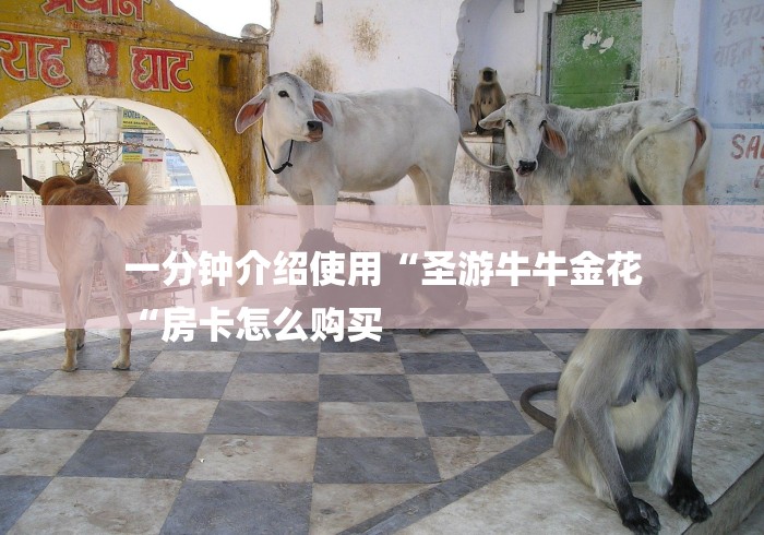 一分钟介绍使用“圣游牛牛金花
“房卡怎么购买