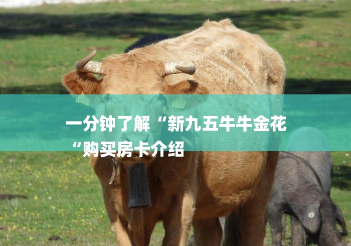 一分钟了解“新九五牛牛金花
“购买房卡介绍