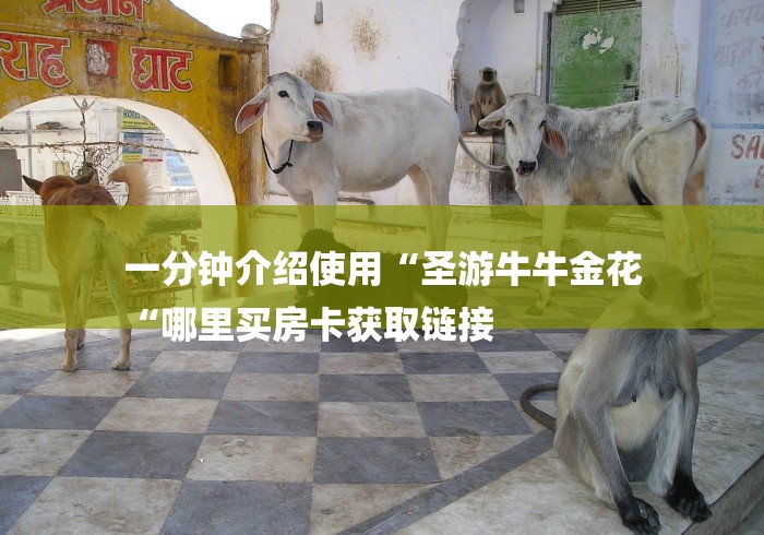 一分钟介绍使用“圣游牛牛金花
“哪里买房卡获取链接