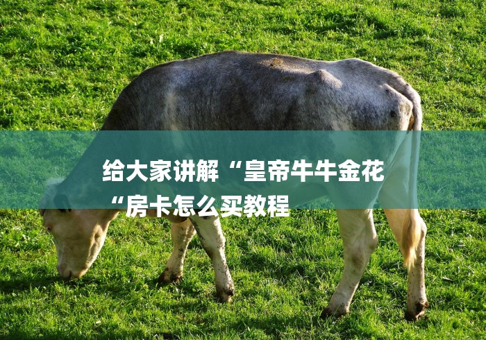 给大家讲解“皇帝牛牛金花
“房卡怎么买教程 给大家讲解“皇帝牛牛金花
“房卡怎么买教程