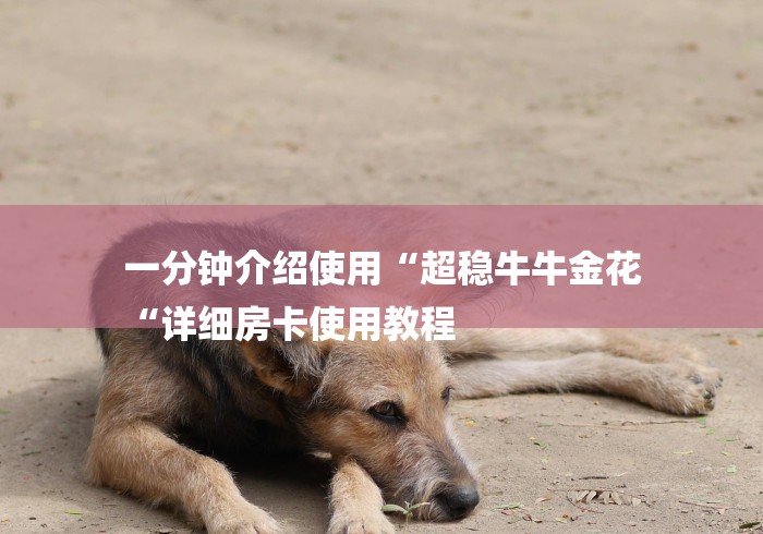 一分钟介绍使用“超稳牛牛金花
“详细房卡使用教程