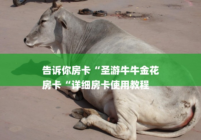 告诉你房卡“圣游牛牛金花
房卡“详细房卡使用教程 告诉你房卡“圣游牛牛金花
房卡“详细房卡使用教程