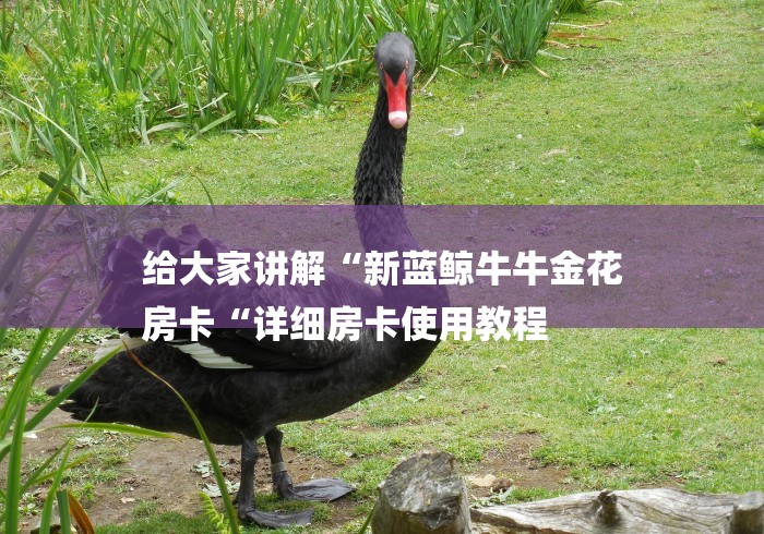给大家讲解“新蓝鲸牛牛金花
房卡“详细房卡使用教程