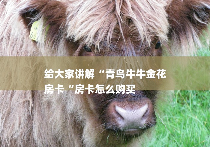 给大家讲解“青鸟牛牛金花
房卡“房卡怎么购买